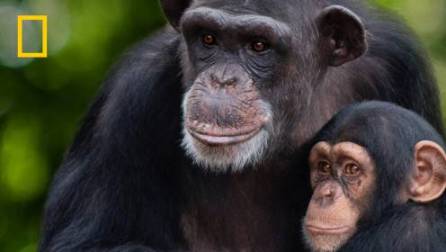 Şempanzelerin Dünyası İzle